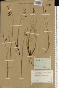 Carex limosa L., Eastern Europe, North-Western region (E2) (Russia)