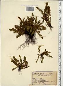 Asplenium ceterach subsp. ceterach, Caucasus, Stavropol Krai, Karachay-Cherkessia & Kabardino-Balkaria (K1b) (Russia)