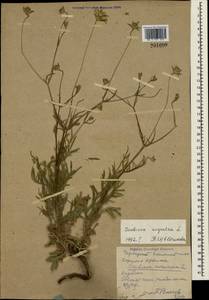Lomelosia argentea (L.) Greuter & Burdet, Crimea (KRYM) (Russia)