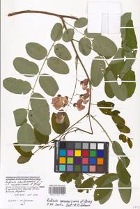 Robinia neomexicana A.Gray, Eastern Europe, Moscow region (E4a) (Russia)