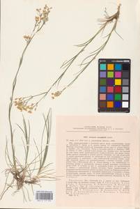 Eremogone saxatilis (L.) Ikonn., Eastern Europe, Central region (E4) (Russia)