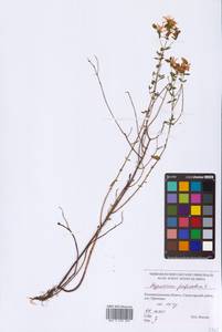 Hypericum perforatum L., Eastern Europe, North-Western region (E2) (Russia)