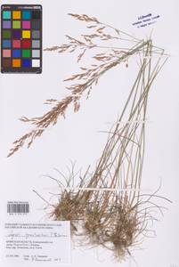 Agrostis vinealis Schreb., Eastern Europe, Western region (E3) (Russia)