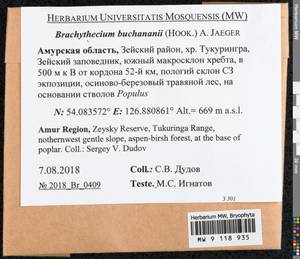 Brachythecium buchananii (Hook.) A. Jaeger, Bryophytes, Bryophytes - Russian Far East (excl. Chukotka & Kamchatka) (B20) (Russia)