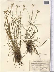Luzula multiflora (Ehrh.) Lej., Middle Asia, Northern & Central Kazakhstan (M10) (Kazakhstan)