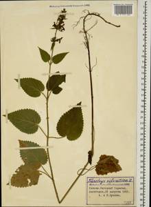 Stachys sylvatica L., Caucasus, Azerbaijan (K6) (Azerbaijan)