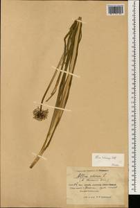 Allium tuberosum Rottler ex Spreng., South Asia, South Asia (Asia outside ex-Soviet states and Mongolia) (ASIA) (China)