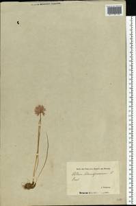 Allium schoenoprasum L., Eastern Europe, Estonia (E2c) (Estonia)