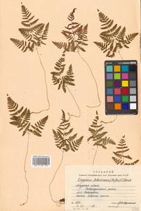 Gymnocarpium robertianum (Hoffm.) Newman, Siberia, Russian Far East (S6) (Russia)