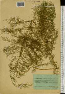 Asparagus schoberioides Kunth, Siberia, Russian Far East (S6) (Russia)