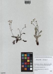 Potentilla sericea L., Siberia, Altai & Sayany Mountains (S2) (Russia)
