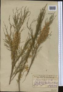 Tamarix laxa Willd., Middle Asia, Syr-Darian deserts & Kyzylkum (M7) (Not classified)