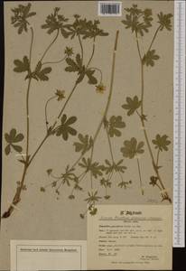 Potentilla thuringiaca Bernh. ex Link, Western Europe (EUR) (Switzerland)