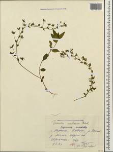 Veronica peduncularis M. Bieb., Caucasus, Black Sea Shore (from Novorossiysk to Adler) (K3) (Russia)