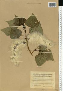 Populus deltoides, Eastern Europe, North Ukrainian region (E11) (Ukraine)