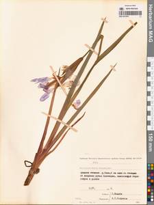 Iris laevigata Fisch., Siberia, Chukotka & Kamchatka (S7) (Russia)