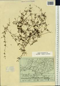 Galium spurium subsp. spurium, Siberia, Russian Far East (S6) (Russia)