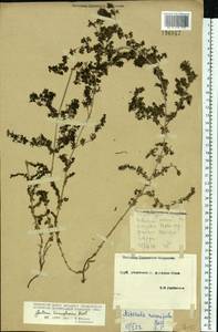 Galium humifusum M.Bieb., Eastern Europe, South Ukrainian region (E12) (Ukraine)