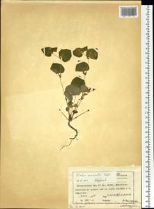 Viola mauritii Tepl., Siberia, Central Siberia (S3) (Russia)