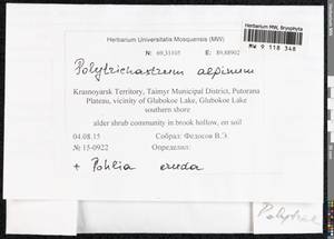 Polytrichastrum alpinum (Hedw.) G.L. Sm., Bryophytes, Bryophytes - Krasnoyarsk Krai, Tyva & Khakassia (B17) (Russia)