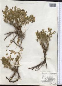 Zygophyllum pinnatum Cham. & Schltdl., Middle Asia, Syr-Darian deserts & Kyzylkum (M7) (Kazakhstan)