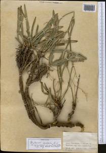 Bupleurum exaltatum M.Bieb., Middle Asia, Western Tian Shan & Karatau (M3) (Kazakhstan)