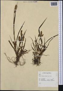 Setaria pumila (Poir.) Roem. & Schult., Western Europe (EUR) (Netherlands)