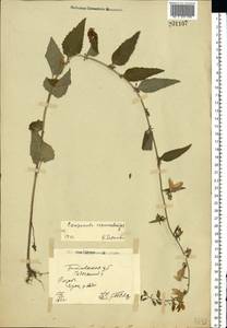 Campanula rapunculoides L., Eastern Europe, North Ukrainian region (E11) (Ukraine)