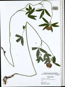 Trifolium medium L., Eastern Europe, Central region (E4) (Russia)