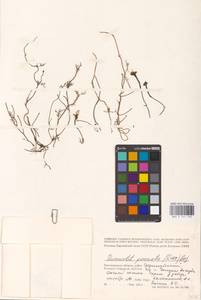 Ipomoea quamoclit L., Eastern Europe, Lower Volga region (E9) (Russia)