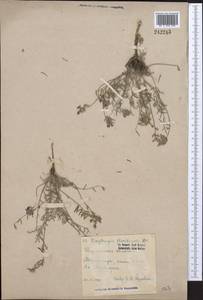 Oxytropis floribunda (Pall.)DC., Middle Asia, Caspian Ustyurt & Northern Aralia (M8) (Kazakhstan)