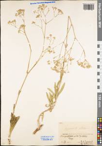 Gypsophila altissima L., Eastern Europe, Eastern region (E10) (Russia)
