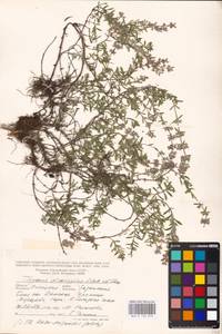 MHA 0 156 979, Thymus dimorphus Klokov & Des.-Shost., Eastern Europe, Central forest-and-steppe region (E6) (Russia)