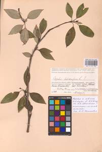 Populus tremuloides Michx., Eastern Europe, Lower Volga region (E9) (Russia)