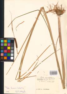 Typha laxmannii Lepech., Eastern Europe, Moscow region (E4a) (Russia)