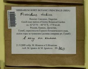 Fissidens dubius P. Beauv., Bryophytes, Bryophytes - North Caucasus & Ciscaucasia (B12) (Russia)