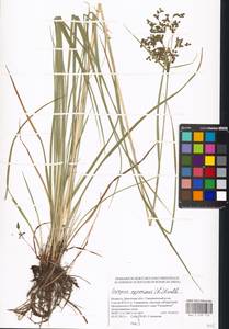 Scirpus cyperinus (L.) Kunth, Eastern Europe, Belarus (E3a) (Belarus)