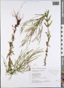 Epilobium lamyi F. W. Schultz, Eastern Europe, Central region (E4) (Russia)