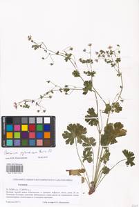 Geranium pyrenaicum Burm. f., Eastern Europe, Moscow region (E4a) (Russia)