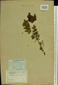 Ribes nigrum L., Eastern Europe, North-Western region (E2) (Russia)