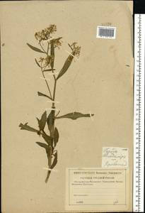 Rorippa amphibia (L.) Besser, Eastern Europe, Central region (E4) (Russia)