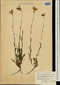Campanula stevenii subsp. beauverdiana (Fomin) Rech.fil. & Schiman-Czeika, Caucasus, Armenia (K5) (Armenia)
