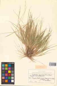 Cleistogenes squarrosa (Trin.) Keng, Eastern Europe, Eastern region (E10) (Russia)