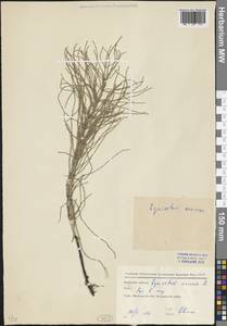 Equisetum arvense L., Eastern Europe, Moscow region (E4a) (Russia)