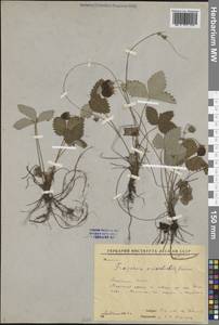 Fragaria orientalis Losinsk., Siberia, Yakutia (S5) (Russia)