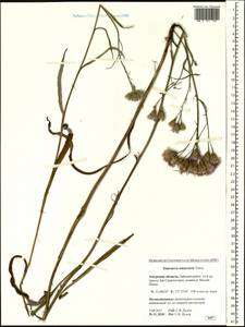 Saussurea amurensis Turcz. ex DC., Siberia, Russian Far East (S6) (Russia)