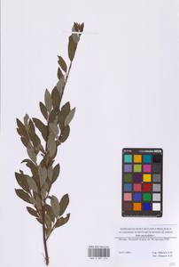 Salix phylicifolia L., Eastern Europe, Moscow region (E4a) (Russia)