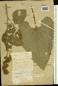 Arctium minus (Hill) Bernh., Eastern Europe, Central forest-and-steppe region (E6) (Russia)