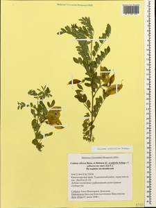 Colutea acutifolia Shap., Caucasus, Black Sea Shore (from Novorossiysk to Adler) (K3) (Russia)