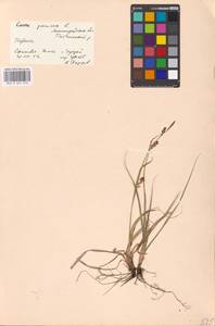 Carex panicea L., Eastern Europe, North-Western region (E2) (Russia)